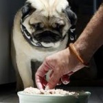 Pet Supplies